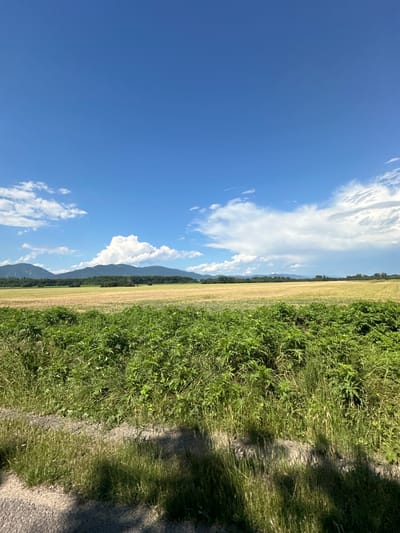 This is a vertical, eye-level, full-shot photograph of a rural landscape under a bright blue sky with scattered white clouds. In the foreground, lush green vegetation lines the bottom of the frame, with a patch of gravelly ground visible to the left. Beyond the foreground, a golden-yellow field stretches towards a line of dark green trees and a range of low, hazy blue mountains in the distance. The sky is clear and expansive, with a few fluffy white clouds creating texture. The scene appears to be set in the countryside near Tulovo, Bulgaria, during daylight hours. There are no people or animals visible in the frame.