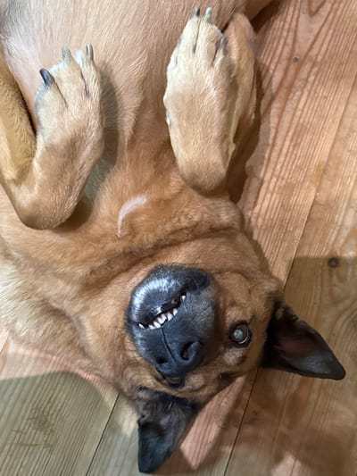A dog lies on its back on a wooden floor, its paws in the air. The dog has tan fur and black markings around its face and ears. Its mouth is open, revealing its teeth. The floor is made of light-colored wooden planks with a visible grain. The image is an indoor shot.