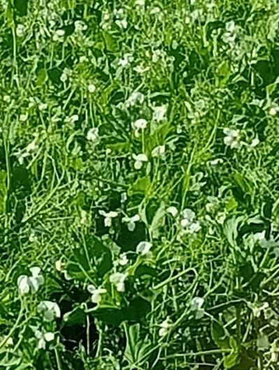 An outdoor, close-up, medium-shot photograph captures a dense field of green vegetation with numerous small white flowers. The plants are densely packed, with intricate vine-like stems and broad, deep green leaves. The white flowers, some fully open and others in bud, are scattered throughout the foliage, adding a delicate contrast to the greenery. The lighting suggests a bright, sunny day, casting subtle shadows and highlighting the texture of the leaves and petals. The overall impression is one of natural growth and abundance in a field, likely located in or around Micaičiai, Lithuania. No people or animals are visible in the frame.