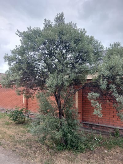 The image shows a medium-sized tree with silvery-green foliage in front of a red brick wall. The tree has a thick trunk and branches that extend horizontally. The foliage is dense, and some small, light-colored berries are visible on the branches. Behind the tree, the red brick wall extends across the frame. Part of a grey tiled roof and a pale-colored building are visible above the wall. The ground in front of the wall is covered with dry grass and some low-lying green plants. The sky is overcast and grey. The location is Prokudskoye, Russia.