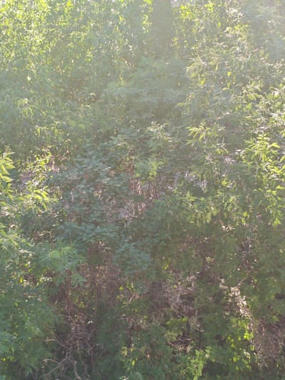 This media file depicts a dense, leafy bush or small tree illuminated by sunlight. The foliage is predominantly green, with some areas appearing brighter due to the sun's rays filtering through the leaves. The branches are visible in some parts, particularly towards the lower and central areas, and some appear dry and bare, suggesting a mix of active growth and older wood. The sunlight creates a dappled effect, with some leaves brightly lit and others in shadow. There are no people or discernible objects other than the plant itself. The scene appears to be outdoors, likely in a natural or semi-natural setting. The lighting suggests it is daytime, possibly morning or late afternoon, when the sun is lower in the sky and casts longer shadows. There is no visible text in the image. The context provided indicates the location is Berdsk municipality, Russia.