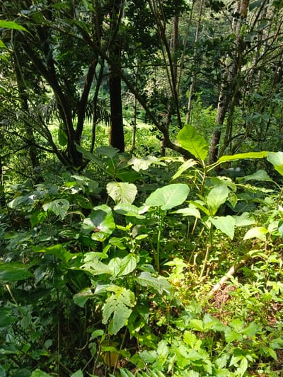This image presents a vibrant, dense forest scene, likely taken in Desa Mburukulu, Indonesia, given the context. The foreground is dominated by lush, green vegetation, including various plants with large, broad leaves, some showing minor imperfections or tears. Sunlight filters through the canopy, illuminating specific leaves and creating bright patches against shaded areas.
In the midground, a network of tree trunks and branches creates a textured backdrop, with different tree types evident, from thicker, darker trunks to slender, lighter ones. The foliage remains thick and verdant, showcasing multiple shades of green. The background reveals more trees and a brighter, possibly more open area or clearing, suggesting the depth of the forest.
The time of day appears to be daytime, with ample natural light indicating either morning or afternoon. The weather seems clear and bright. The overall impression is one of untouched natural beauty and abundant plant life. There are no people, animals, or man-made objects visible, reinforcing the wild and natural character of the environment. No text is visible within the image.