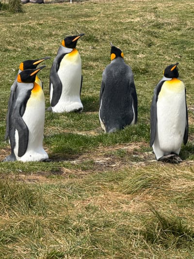 Five King penguins are present on a grassy patch in Bluff Cove, Falkland Islands (Islas Malvinas). Four penguins display black and white plumage with distinct yellow-orange coloration on their heads and necks. Two penguins on the left are oriented towards the upper left of the frame, with their beaks pointed slightly upwards. A third penguin in the center-left stands facing the left, its beak also elevated. A fourth penguin on the far right faces towards the right, with its head tilted slightly upwards. The fifth penguin is positioned with its back to the viewer, revealing its black dorsal feathers and a portion of its yellow-orange nape. All penguins are standing upright on a terrain composed of green and dry brown grass, with some bare earth visible. The scene is illuminated by bright natural light. In the blurred upper background, elements consistent with human legs or feet are faintly visible.
