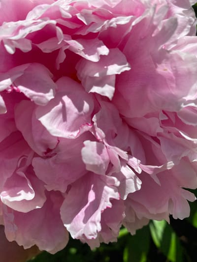 The image is a close-up, macro shot of a vibrant pink peony flower. The petals are layered and ruffled, with some edges appearing almost white due to the bright sunlight highlighting them. Shadows create depth and contrast, revealing the intricate texture and form of the flower. The background is blurred, suggesting green foliage. The overall impression is one of delicate beauty and natural luminescence. This photograph was taken in the city of Korvet, Russia.