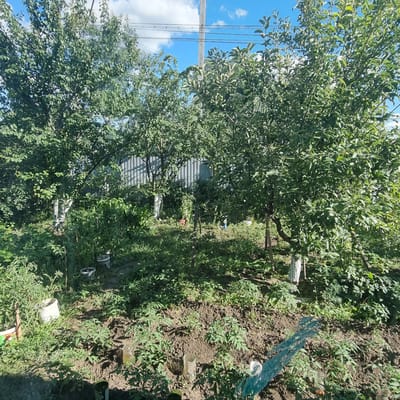 A sunlit, overgrown backyard in a rural setting, possibly a dacha or private plot in the village of Akkemer, Kazakhstan. A corrugated metal fence forms a backdrop to several mature trees with dense green foliage. The foreground features a garden bed with young tomato plants, interspersed with various weeds and grasses. Several white plastic buckets, some empty and some containing soil or debris, are scattered throughout the yard, along with some plastic bottles and other miscellaneous garden items. The sky above is blue with scattered white clouds, and power lines are visible stretching across the upper portion of the image. The overall impression is one of a well-used, somewhat unkempt, but thriving garden space.