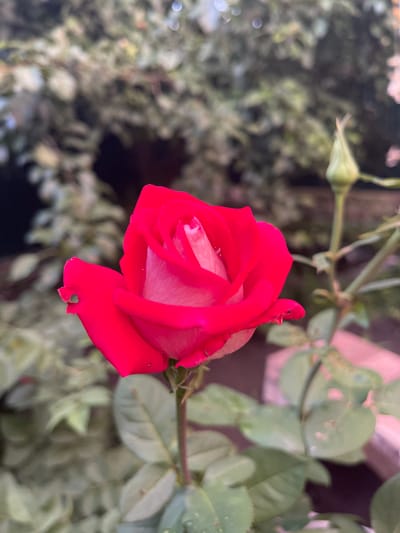 This is a close-up, low-angle photograph of a single, partially bloomed red rose. The rose is vibrant red on the outer petals, transitioning to a lighter pink and white towards the center. Some water droplets are visible on the petals and leaves. The rose is positioned to the left of the frame, with a blurred green background of foliage and branches. A small, green rosebud is visible above and to the left of the main bloom. The lighting suggests it might be daytime, possibly overcast or in the shade, as there are no harsh shadows. The setting appears to be an outdoor garden, likely in Krasnokutsk, Ukraine, given the context. There is no discernible text in the image. The image focuses solely on the rose and its immediate surroundings, creating an intimate and natural feel. The slightly damaged edge of one petal, with a small heart-shaped hole, is a subtle but notable detail.