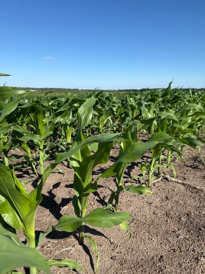 This image depicts a field of young corn stalks under a clear blue sky. The corn plants are green and upright, growing in rows. The soil appears dry and dusty. In the distance, a line of trees is visible. The scene is set in the village of Korobivka, Ukraine. There are no people or animals visible in the image.