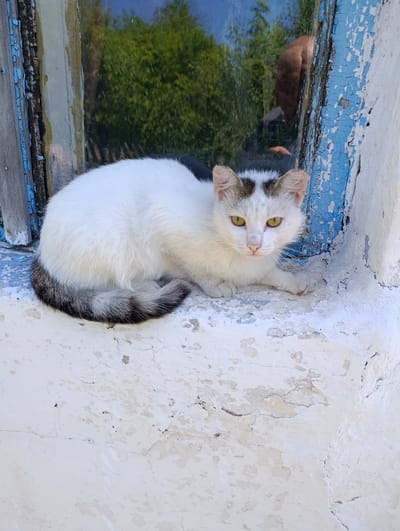 A white cat with a black-striped tail and brown markings on its head sits on a weathered white windowsill. The windowsill is cracked and peeling, with blue paint visible on the window frame. Behind the cat, a window reflects trees and a blurry human figure. The cat is looking directly at the camera with yellow eyes. The scene appears to be outdoors, with the reflection suggesting a natural environment outside the building. The architectural style of the window frame and the peeling paint suggest an older structure. The image does not provide any specific visual clues to pinpoint its exact location within Қызылжар, Kazakhstan, beyond being an outdoor setting with a building.