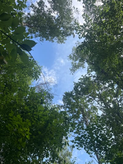 The image is a low-angle shot looking up through the canopy of green trees towards a blue sky with scattered white clouds. The leaves are lush and fill most of the frame, creating a dappled effect as sunlight filters through. In the center of the sky, a few bare, skeletal branches from a dead tree are visible, contrasting with the vibrant foliage. The scene appears to be a forest or wooded area on a bright, possibly sunny day. The light suggests it is daytime, likely late morning or afternoon. There is no text visible in the image. The setting is identified as Gudzevichi rural council, Belarus.