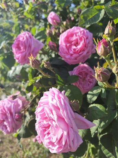 This image captures a close-up, outdoor view of a blooming pink rose bush located in Быково, Russia. The scene is dominated by multiple pink roses in various stages of bloom, set against a blurred green foliage background.

Specifically, at least five open or partially open pink roses are visible, characterized by numerous densely packed, soft pink petals. A prominent, fully open rose occupies the lower-center of the frame, with another large bloom in the upper-right quadrant. Several tightly closed or partially open rosebuds, displaying green sepals encasing nascent pink petals, are distributed throughout the bush, particularly clustered on the right side.

The foliage consists of dark green, ovate leaves with visible venation and serrated edges, some sharply in focus while others are softly blurred. Bright sunlight, emanating from the upper-left, illuminates the roses and leaves, creating highlights on the petals and casting defined shadows on the undersides of leaves and within the folds of the flowers. The overall background is a soft-focus expanse of green foliage with hints of sun-dappled ground. No human figures or animals are present in the frame.
