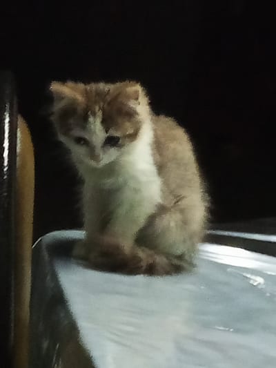 A young, light brown and white kitten is seated on a smooth, light-colored surface. The kitten is facing left with its head slightly bowed and its eyes looking down. Its fur appears soft and fluffy. The background is dark and out of focus. To the left of the kitten, a vertical, dark brown object with a textured surface is partially visible. The surface the kitten is sitting on appears to be a table or a flat platform, possibly covered with a light-colored sheet or material. There is no indication of the city of Urus-Martan, Russia, in the image.