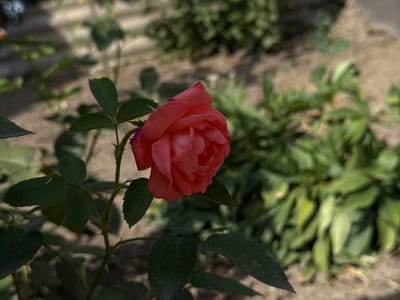 An outdoor, eye-level, medium shot captures a single, unopened coral-colored rose in focus. The rose is positioned slightly to the left of the frame, with its stem and dark green leaves extending downwards. The background consists of out-of-focus foliage, with hints of sandy soil and what appears to be a gravel path. The lighting suggests it is daytime, with dappled shadows on the ground. This scene is likely located in a garden or park setting in Troitske, Ukraine. No people or animals are present.