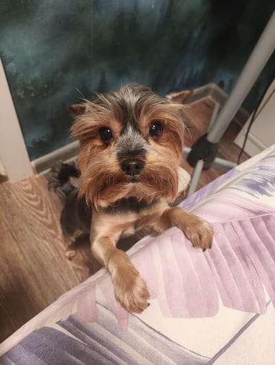 A Yorkshire Terrier dog stands on its hind legs with its front paws resting on a purple and white striped surface, likely a bed or sofa. The dog is facing the camera with its head slightly tilted. The background shows a wooden floor and a dark, textured wall with a hint of greenery, possibly a mural or wallpaper depicting a forest. A metal object, possibly a chair leg or stand, is visible to the right. The scene appears to be indoors, in what could be a residential setting.