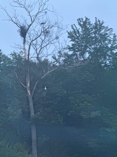 In Kuriany, Ukraine, an image captures a cluster of tall trees against a twilight sky. A tall, bare tree dominates the center, its branches reaching upwards, supporting two large nests. One nest, a substantial collection of twigs and debris, is perched on a thick branch on the left. Another, smaller nest is visible higher up and to the right of the first. Several birds, appearing to be storks due to their size and coloration, are present. One stork stands on a branch to the right of the bare tree, its silhouette distinct against the foliage. Another stork is perched lower down on a branch of the bare tree, appearing to be a white bird with a dark accent. A third stork is visible in the upper portion of the bare tree, near the nests. The surrounding trees are dense and green, forming a thick canopy. The overall lighting suggests the image was taken at dusk.