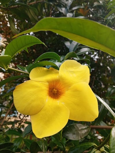 A single, large, vibrant yellow flower is centered in a close-up, vertical shot. The flower features five prominent, rounded petals with subtle surface texture. Its corolla tube transitions to a deeper orange-brown color in the center, exhibiting fine radial striations. The flower is surrounded by a dense arrangement of dark green foliage, including leaves and stems, some of which are sharply defined in the foreground and mid-ground, while others in the background are out of focus, creating a natural, lush environment. Natural daylight illuminates the scene, highlighting the flower's color and form. No human presence or man-made structures are visible. The specific location within the city of Weintiapa, Liberia, is not discernible from the visual evidence presented in the image.