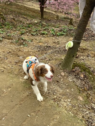 A brown and white puppy sits on a dirt path, looking up with its tongue slightly out. The puppy wears a harness labeled "IN TRAINING". A retractable leash is attached to the harness and extends to a tree on the left. The leash is secured to the tree with a white rope. The ground is covered with dirt, leaves, and patches of moss. Cherry blossom trees bloom in the background.