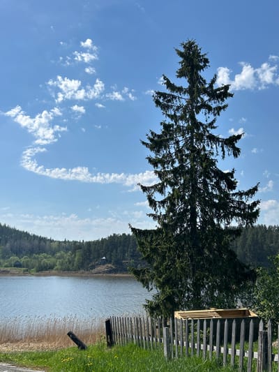 The image depicts a landscape featuring a body of water, likely a lake or reservoir, fringed by a dense forest. A tall, evergreen tree dominates the foreground, its branches reaching towards a blue sky dotted with wispy clouds. A wooden fence runs along the water's edge, separating the shoreline from a grassy area. The scene appears to be rural, with the forest extending into the background. While the image is associated with Rautalakhti, Russia, there is no explicit evidence of its location or specific landmarks to identify the location definitively.