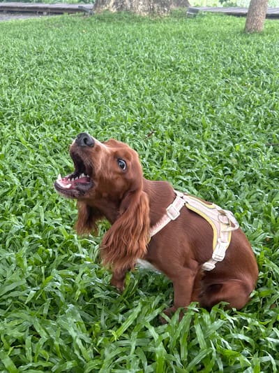 An Irish Setter dog with a brown coat and a harness is sitting in a grassy area. The dog has its mouth open, appearing to bark or pant. The background consists of lush green grass, with some trees and a wooden pathway visible in the distance. The scene appears to be an outdoor park or garden. The image is taken from a slightly elevated angle, focusing on the dog.