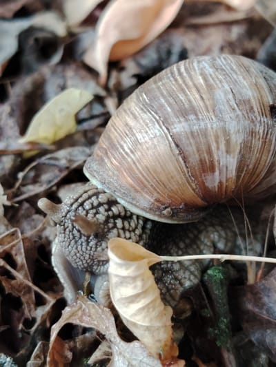 A close-up, high-angle shot shows a snail nestled among dry leaves on the ground. The snail's shell, a mottled brown and cream, occupies the upper right portion of the frame, its spiral ridges clearly visible. The snail's body, a textured gray, emerges from beneath the shell, with a single visible eyestalk extended towards the left. The surrounding environment is composed of a dense layer of fallen leaves, predominantly in shades of brown and yellow, with a few green accents suggesting dampness or moss. The lighting is diffused, casting soft shadows and highlighting the textures of the snail and its surroundings. The scene suggests a natural, outdoor setting within the city of Balyko-Shchuchynka, Ukraine, likely in a park or wooded area during the autumn season.