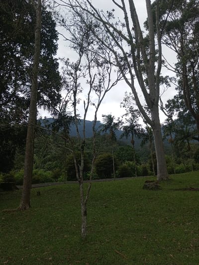 A serene landscape showcases a grassy field bordered by towering trees. Palm trees punctuate the midground, framing a distant mountain shrouded in mist. A few leafless trees stand in the foreground, adding visual interest. The overcast sky contributes to a tranquil atmosphere. The scene suggests a botanical garden or park setting, where natural elements are carefully curated.