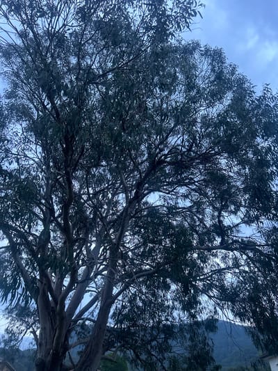 This image depicts a large, mature eucalyptus tree, centrally positioned and occupying the majority of the frame, in Corrimal, Australia. The tree features multiple thick trunks and extensive, dense branching, supporting numerous elongated, dark green leaves. The sky, visible through gaps in the foliage, is a muted blue-grey, indicating overcast conditions or twilight. In the background, particularly through the lower and right portions of the tree's canopy, distant, dark green hills or mountains are discernible. A small, indistinct portion of a light-colored structure is partially visible at the bottom left corner, at the base of the tree. No individuals or specific actions are identifiable.