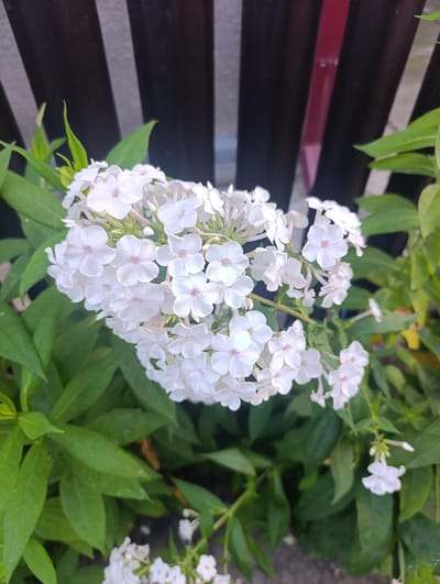 A cluster of white phlox flowers bloom in front of a dark, slatted fence. The flowers are the main subject, with many delicate white petals and some appearing to have a hint of pink at their centers. Green leaves surround the flowers, some in focus and others blurred in the background. The fence, composed of vertical dark planks, creates a stark contrast to the soft blossoms. A sliver of red can be seen between two of the fence planks, suggesting a structure behind it. The overall scene appears to be an outdoor setting, likely a garden or yard, within the city of Țînțăreni, Moldova. There are no people or discernible actions occurring in the image.