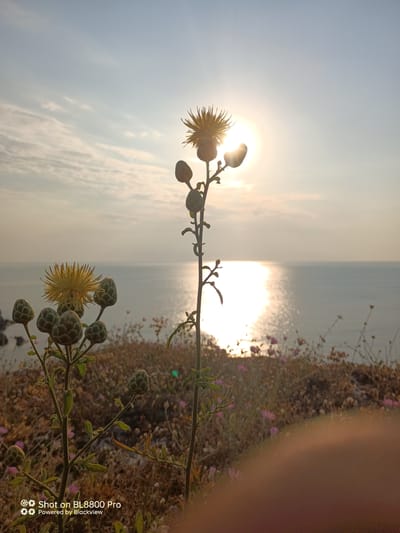 The image is a photograph taken at sea level, looking out towards the ocean during sunrise or sunset. In the foreground, there are two thistle-like plants with yellow flower heads and several unopened buds. The sun is visible in the upper right quadrant, its rays reflecting intensely on the surface of the sea, creating a bright, shimmering path of light. The sky is a pale blue with wispy clouds. The background shows a rocky coastline to the left and a gentle slope covered in dry vegetation and small pink flowers. The image includes a watermark at the bottom left corner that reads "Shot on BL8800 Pro Powered by Blackview," indicating it was taken with a Blackview smartphone. The location is specified as Kamen Bryag, Bulgaria.