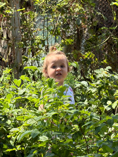 A young child with blonde hair pulled into a bun is peeking out from behind lush green foliage. The child's face is turned towards the camera, with wide blue eyes and an open mouth. They are wearing a light-colored shirt with a pattern. The surrounding vegetation appears to be raspberry bushes, with some visible berries. In the background, a chain-link fence and a wooden post are visible, suggesting an outdoor setting, possibly a backyard or garden in Komsomolskiy, Russia. The lighting indicates it is daytime, with sunlight filtering through the leaves, creating dappled shadows.