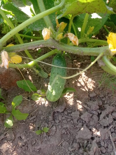 A close-up shot focuses on a young cucumber plant growing in the soil. The main subject is a small, green cucumber hanging from a vine. The vine is thick and covered in fine hairs, with several green leaves and some yellow flowers in various stages of bloom or wilting scattered around. Some of the flowers are bright yellow, while others have withered and turned pale orange. The cucumber itself is cylindrical with distinct ridges and small bumps on its surface.
Beneath the plant, the ground is visible, composed of dark, dry soil with some small stones and twigs. Sunlight filters through the leaves, creating dappled patterns of light and shadow on the soil. In the background, hints of other plants and foliage can be seen, suggesting an outdoor garden setting. The overall impression is one of growth and nature. There is no visible text in the image. The setting is likely a garden in Belarus, as indicated by the location context. The time of day appears to be daytime, given the bright sunlight and shadows. There are no people or animals present. The focus is entirely on the plant's growth.
