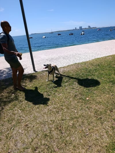 A man with a shaved head and sunglasses stands on a grassy area near a body of water. He is wearing a grey t-shirt, green shorts, and a black backpack. He is holding a yellow object in his right hand. A light-colored dog wearing a harness stands facing the man with its tongue out. The background shows a paved walkway, a large body of blue water with several boats, and a city skyline in the distance. The sky is clear and blue, indicating a sunny day. The scene appears to be a park or waterfront area. The overall mood is relaxed and casual, suggesting a leisurely outing with a pet. The time of day is likely midday, given the bright sunlight and strong shadows.
