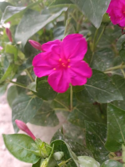 This media file features a close-up view of a vibrant pink flower blooming amidst lush green foliage. The flower is the main subject, with its delicate petals unfurling to reveal a bright yellow center. Several unopened flower buds, also pink, are visible, hinting at more blooms to come. The surrounding leaves are a deep green, some showing a slightly dusty or speckled texture. The overall scene is one of natural beauty and growth. The focus is entirely on the plant, suggesting a garden or natural outdoor setting. There are no people or text visible in the image. The lighting suggests it might be daytime, with soft illumination that highlights the flower's color and texture. The setting is likely outdoors, possibly in a garden or natural landscape in Tash-Dobo, Kyrgyzstan, given the provided location context. The image evokes a sense of tranquility and the simple beauty of nature.