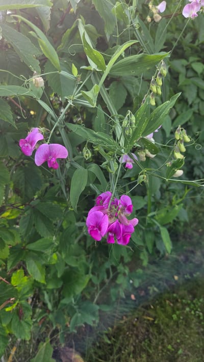 A close-up, vertical shot captures a cluster of vibrant pink sweet pea flowers (Lathyrus odoratus) in bloom against a backdrop of lush green foliage. The flowers, with their delicate, butterfly-like petals, are the focal point of the image. Some of the blossoms are fully open, showcasing their rich fuchsia hue, while others are still in bud formation, appearing as small, pale green pods. The plant's tendrils, thin and coiling, are visible, adding to the natural, untamed aesthetic. In the background, out of focus, are more leaves and some lighter pink flowers. The lighting suggests it is daytime, possibly late afternoon or early morning, given the soft glow and shadows. The scene is likely set outdoors in a garden or natural area in Cekule, Latvia, characterized by dense vegetation and a slightly untidy ground cover. No people are present.