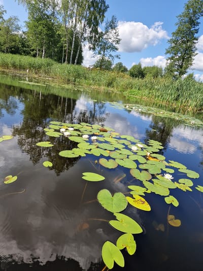 This is a scenic outdoor photograph of a calm body of water, likely a river or canal, in Viesīte, Latvia. The water is dark and reflects the sky and surrounding vegetation. The surface is dotted with numerous green lily pads and a few white water lilies in bloom. In the background, a dense line of tall green reeds and other aquatic plants grows along the bank. Behind the reeds, there are several birch trees with white bark and lush green foliage, as well as other deciduous trees. The sky above is bright blue with scattered white, fluffy clouds. The overall impression is one of a serene natural landscape.