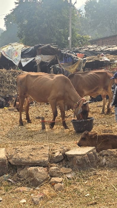 Three brown cows stand on dry grass and stones. One cow has its head in a dark bucket, seemingly eating. Another cow stands behind, and a third is partially visible on the right. The background reveals a cluttered area with tarps, debris, and trees. The sky is hazy. The scene is rural or urban, showing the animals in a less manicured setting.
