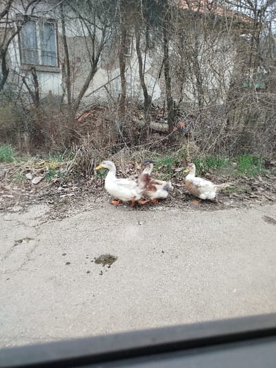 Three ducks are positioned on the edge of a paved surface in Klenovik, Bulgaria. The left duck is primarily white with a yellow beak and orange feet. The middle duck exhibits mottled brown and white plumage with a darker head and orange feet. The right duck is mainly light brown-grey and white with orange feet. The ducks are oriented to the right, suggesting movement or standing. The paved surface in the foreground shows dark spots, possibly liquid or debris. Immediately behind the ducks is a strip of bare earth, dry leaves, and sparse green vegetation. The background features a dense growth of leafless deciduous trees and shrubs, through which an abandoned or derelict two-story building is visible. The building's facade is deteriorated with peeling plaster exposing underlying brick, and one upper-story window with a white frame and blue covering is discernible.