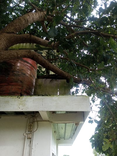 The image presents an upward-angled view of a building structure partially obscured by dense tree foliage in Abbireddygudem, India. A white building wall occupies the lower left quadrant, displaying an external electrical conduit system with a double electrical outlet and associated exposed wiring. Above the wall, a horizontal white-painted wooden beam, approximately 15-20 cm thick, extends across the frame, exhibiting areas of greenish discoloration and surface deterioration. The underside of an overhang, constructed from white panels, is visible beneath this beam.
Resting atop the white beam, a weathered wooden plank or panel, approximately 30-40 cm high, shows significant greenish and dark discoloration. To the left of this panel, a large, reddish-brown cylindrical object, resembling a planter or barrel with visible horizontal striations, is partially visible. Several thick, gnarled tree branches with mottled, textured bark originate from the left, extending diagonally upwards and to the right, traversing over the cylindrical object and the wooden panel. The branches support dense green leaves and lighter twigs, filling the upper half of the image and partially obscuring an overcast sky. No individuals, animals, or discernible actions are observed.