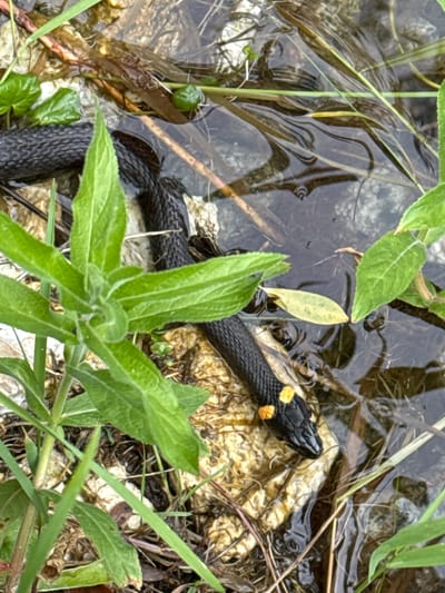 The image shows a close-up view of a grass snake with distinctive yellow markings on its neck, partially submerged in shallow water. The snake's dark, scaled body is visible, with its head and upper torso extending out of the water onto a rocky, earthy surface. Green vegetation, including grass and leaves, surrounds the snake and the water. The water is murky, with submerged plants and debris visible beneath the surface. The background consists of more rocks and plant matter. The location is identified as Vorsma, Russia.