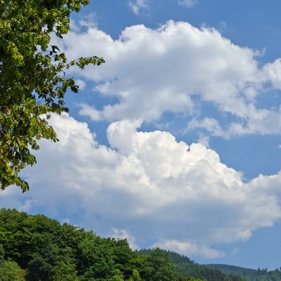 This is a low-angle, wide shot of a bright blue sky filled with fluffy white clouds. On the right side of the frame, a dense, dark green forest covers a steep hillside, creating a stark contrast with the sky. The trees appear to be deciduous, with thick foliage. In the lower left corner, the vibrant green leaves of a deciduous tree are visible, reaching up towards the sky. Some of the leaves have developing seed pods or fruits, appearing as small, light green clusters. The scene suggests an outdoor setting, likely during the daytime due to the brightness of the sky and clouds. The weather appears clear and fair, with the clouds suggesting fair-weather cumulus formation. The abundance of green foliage indicates a season of growth, possibly late spring or summer. The location context of Forbach, Germany, suggests this could be a scene from a mountainous or hilly region. There is no text visible in the image.