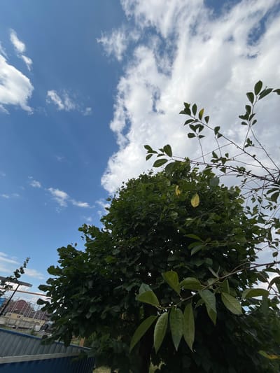 This image depicts a bright, partly cloudy day in Otrado-Olginskoye, Russia. The perspective is looking upwards towards a large, leafy green tree. The tree's branches and dense foliage fill the right side and upper portion of the frame, with some leaves appearing lighter green or even yellowish, suggesting a possible seasonal change or a detail within the foliage.
The sky is a vibrant blue, dotted with scattered white cumulus clouds. These clouds are wispy in some areas and more defined and puffy in others, indicating dynamic weather patterns.
In the lower right corner, a portion of a blue metal fence is visible. Beyond the fence and the tree, a building with a reddish-brown roof is partially visible, along with some scaffolding, suggesting ongoing construction or renovation. A wooden post is also present near the fence.
The overall impression is one of a natural scene enhanced by man-made structures in the background. The lighting suggests it is daytime, likely mid-morning or afternoon, given the brightness of the sky and the way the sunlight illuminates the clouds and leaves. There is no visible text in the image. The scene conveys a sense of outdoor tranquility.