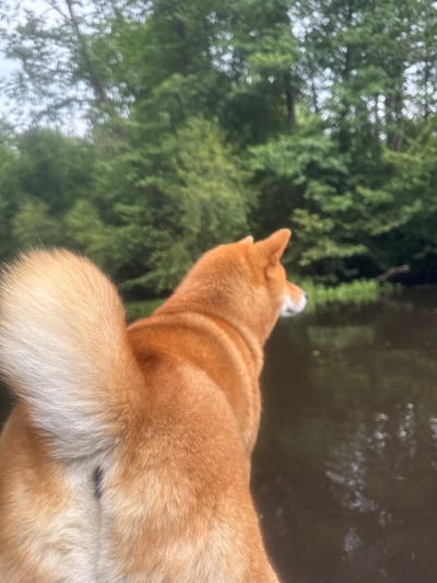 An orange dog with a white-tipped tail is facing away from the camera, looking out at a dark body of water surrounded by lush green trees. The scene appears to be a natural environment, possibly a park or a wooded area near a lake or river in Нарачанскі сельскі Савет, Belarus. The dog's fur is a prominent feature, with its thick tail curled upwards. The water's surface reflects the greenery, creating a somewhat blurred and serene atmosphere. The sky above is overcast, contributing to the soft, diffused light.