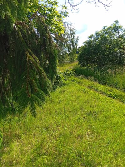 The image depicts a lush, sun-drenched meadow in Micaičiai, Lithuania. The foreground is dominated by the dense, green foliage of a spruce tree, its branches hanging low over the vibrant grass. A narrow, well-trodden path winds its way through the meadow, disappearing into the distance. In the background, a line of trees, including birch trees with their characteristic white bark and other deciduous varieties, creates a natural border. The sky above is bright blue with scattered white clouds, suggesting a clear, pleasant day. The overall impression is one of tranquility and natural beauty, with the rich green of the grass and trees bathed in the warm light of what appears to be midday. There are no people or man-made objects other than the path. The scene evokes a sense of peacefulness and the simple enjoyment of nature.