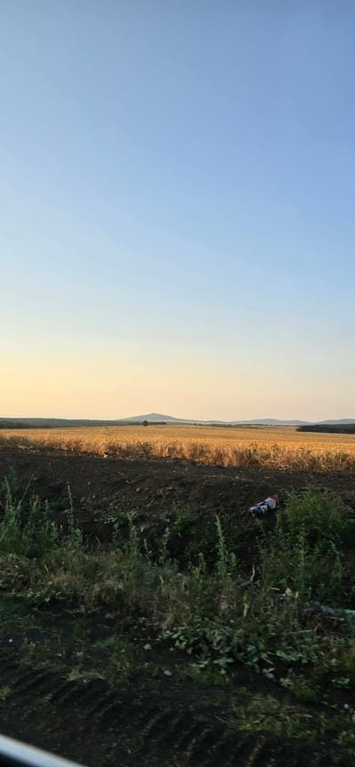 This image captures a rural landscape scene in Novo Panicharevo, Bulgaria. The foreground is dominated by dark, tilled soil with patches of green vegetation. A white object with red and blue markings, possibly a discarded plastic bottle or can, lies partially obscured by the greenery. Behind this, a golden field of ripe crops stretches across the midground, suggesting a harvest season. The background features rolling hills under a clear, gradient sky that transitions from a pale yellow near the horizon to a light blue overhead. The overall impression is one of an agricultural area at dusk or dawn.