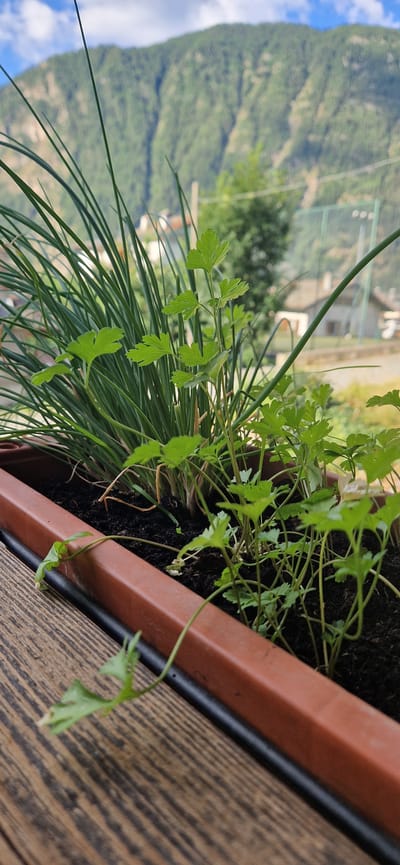 A close-up, low-angle outdoor shot shows a brown rectangular planter box filled with dark soil and various green plants. In the foreground, on the left, a sprig of a delicate green vine extends out of the planter and drapes downwards. Behind this, a dense cluster of long, thin green leaves, possibly chives, fills the left side of the planter. To the right of the chives, several sprigs of parsley with distinct, lobed leaves are growing. The planter box itself rests on a wooden surface with a visible grain pattern. In the background, out of focus, are trees, buildings, a green sports net, and a large, verdant mountain under a blue sky with scattered white clouds. The scene appears to be a balcony or patio in Brusson, Italy, offering a view of the surrounding mountainous landscape. No people are visible in the image.