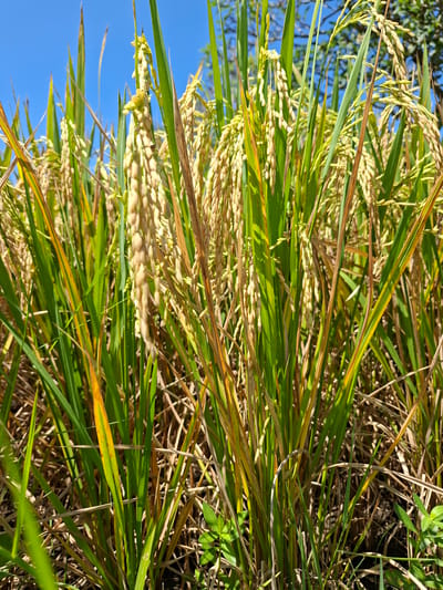 The image depicts a close-up view of rice plants in what appears to be a paddy field. The rice stalks are a mix of green and golden hues, indicating varying stages of ripeness. The background includes a clear blue sky in the upper-left, with other green vegetation and some dry, brown stalks interspersed within the frame. The location is reportedly Lodtunduh, Indonesia, but there's no concrete visual evidence to confirm this fact. No people are visible in the frame. The focus is solely on the rice plants themselves and their immediate surroundings.