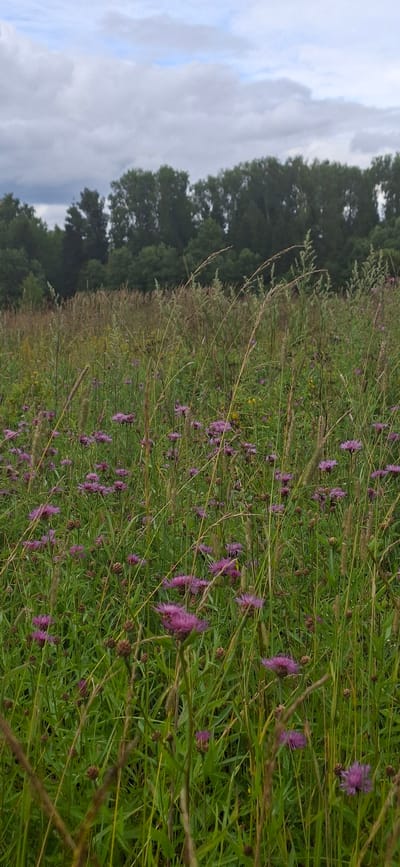 The image depicts a close-up, vertical view of a field of wild purple flowers, likely thistles, interspersed with tall grasses and other green vegetation. The flowers are predominantly in the foreground and mid-ground, with their prickly purple heads and green stems clearly visible. In the background, a dense line of dark green trees forms a backdrop against a cloudy, overcast sky. The overall impression is of a natural, uncultivated landscape. The location is identified as Vihi, Estonia.