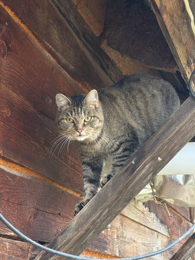 A tabby cat is lying on weathered wooden planks. The cat is looking directly at the camera with green eyes and white whiskers. The wooden planks are oriented diagonally and show signs of age and wear. In the background, there are more wooden structures and a white pipe, possibly indicating an outdoor or attic setting. A black cable curves across the right side of the image. The lighting suggests it is daytime, and there are no explicit weather cues. The cat's expression is alert and curious. There is no visible text in the image.