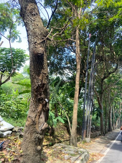 The image shows a rural roadside in Kecamatan Cisarua, Indonesia, located at latitude: -6.839, longitude: 107.552. The scene is dominated by a large, brown tree trunk on the left, with several other trees lining the edge of a paved road. The road is empty and the trees are mostly bare, though some have green leaves. There are a few white bags on the ground near the base of the large tree trunk. The image is shot from a low angle, looking up at the trees. The road is paved and there are no visible vehicles. There is a small drainage ditch between the road and the trees. The image shows an undeveloped section of the city, with no buildings or homes in view.