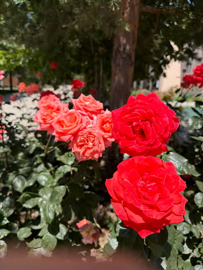 The image depicts a close-up view of several red roses in full bloom, set against a blurred background of greenery and a tree trunk. The roses are vibrant and detailed, with layered petals. In the background, there are more roses in shades of pink and orange, also out of focus. A tree trunk with rough bark is visible to the left of the frame, and behind it, a building with light-colored walls can be discerned. The scene appears to be an outdoor setting, likely a garden or park, with sunlight illuminating the flowers and casting shadows. Based on the context provided, this scene is located in the city of Kara-Oy, Kyrgyzstan. There are no people or animals visible in the image, and no specific actions or interactions are taking place. The overall impression is one of a sunny day in a blooming garden.
