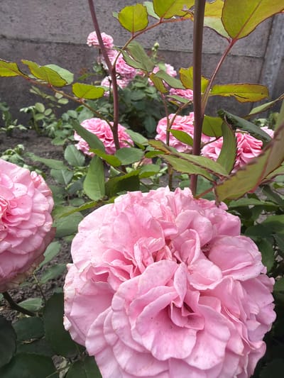 This media file showcases a cluster of delicate pink roses in bloom, their petals unfurling in intricate layers. The roses are the central subjects, set against a backdrop of lush green foliage. A dark, woody stem with several leaves runs horizontally across the image, partially obscuring some of the roses in the background. The leaves are a vibrant green, with some showing tinges of red along their edges, suggesting the late spring or early summer season.

In the background, a rough, grey textured surface, likely paving stones or a wall, is visible on the left side of the frame. This provides a contrasting texture to the softness of the rose petals and the organic forms of the plants. The lighting appears to be natural daylight, possibly late afternoon, given the soft shadows and the way the light catches the edges of the petals, highlighting their delicate structure.

There are no people or text visible in the image. The overall mood is one of natural beauty and tranquility, emphasizing the simple elegance of the roses. The context provided indicates the location is Velyki Osniaky, Ukraine, adding a geographical dimension to the scene. The image captures a close-up view, allowing for appreciation of the detailed textures and subtle color variations within the rose blossoms.