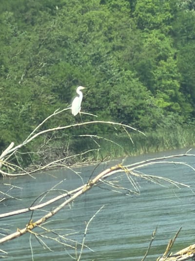 This media file depicts a serene natural scene in Mar'yanivka, Ukraine. The primary subject is a graceful white egret, perched on a thin, bare branch of a tree. The egret is captured with its neck curved upwards, showcasing its elegant form. The bird appears to be looking to its left, perhaps scanning its surroundings or observing something in the distance.

The setting is a lush, green environment characterized by dense foliage, suggesting a thriving natural habitat. This green expanse occupies the left side of the frame. Adjacent to the greenery, on the right, is a body of water, possibly a river or a lake. The water's surface shows subtle ripples, indicating a gentle movement. The presence of a tree with bare branches, some of which extend towards the water, adds a touch of rustic beauty to the landscape. The image is taken from a slightly elevated viewpoint, offering a comprehensive view of the egret, its immediate perch, and the surrounding natural elements.

The time of day appears to be during daylight hours, as evidenced by the natural lighting illuminating the scene. The weather seems pleasant, with no indications of harsh conditions. The overall mood conveyed by the image is one of tranquility and natural harmony. No people, objects, or text are visible in the media file.